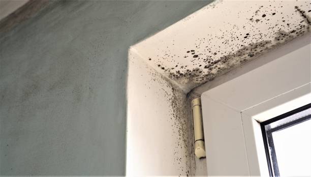 Best Attic Mold Removal  in USA